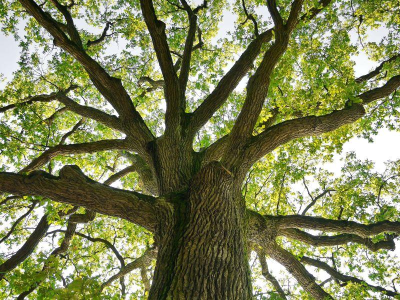 quercus-accountancy-eik2.jpg