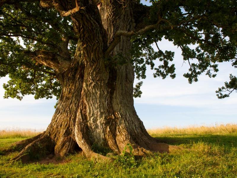 quercus-accountancy-eik1.jpg